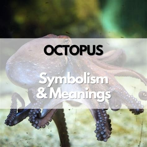 OCTOPUS Meaning in Tagalog .
